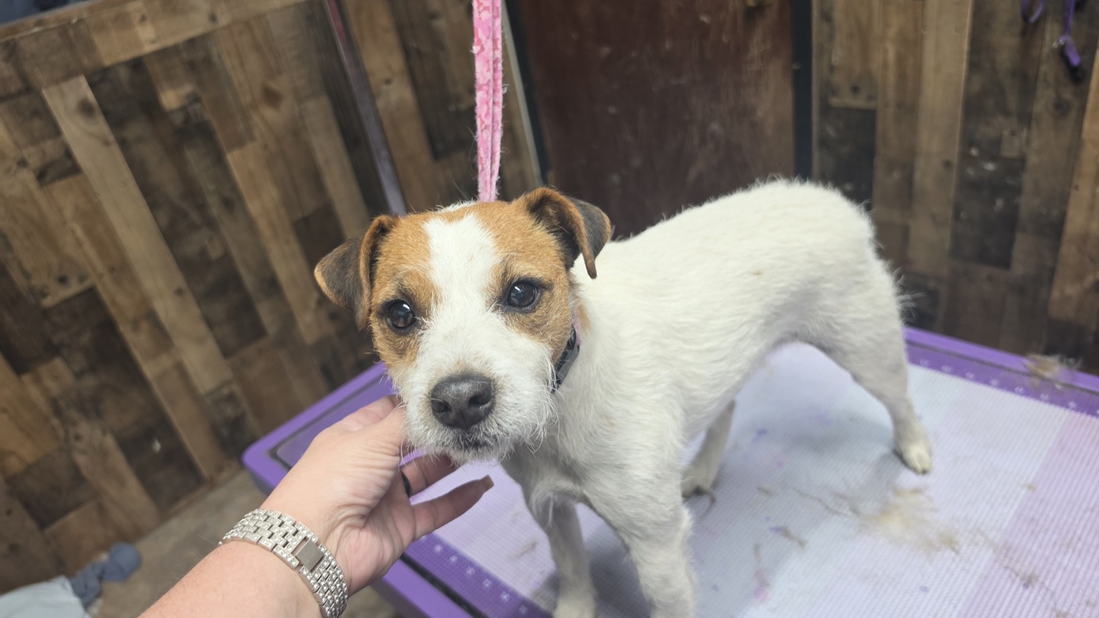 A freshly trimmed Jack Russell terrier on the grooming table at You Dirty Dog