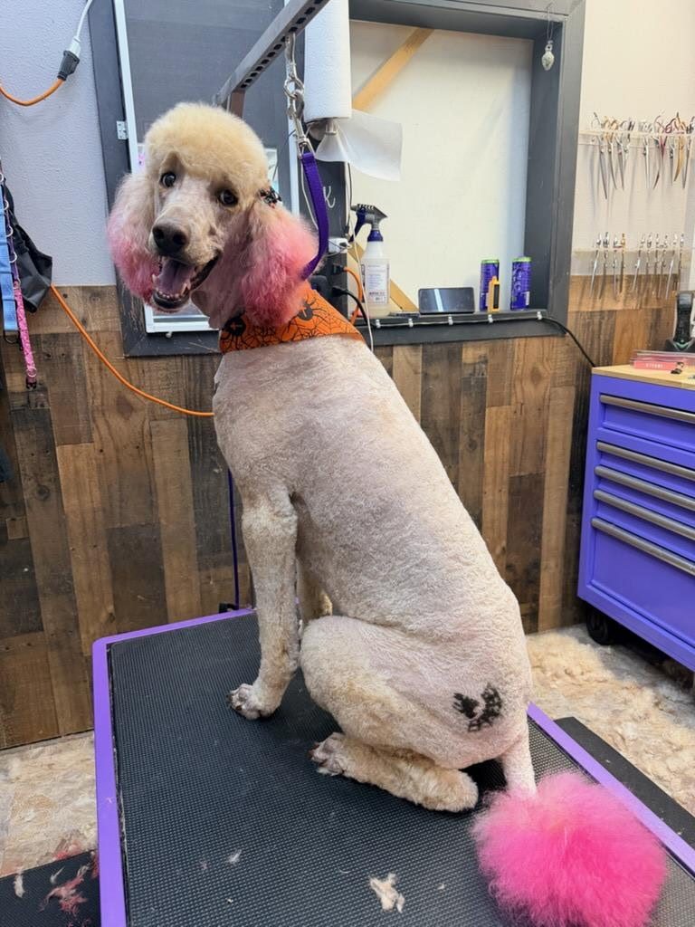 Poodle with pink-dyed ears and a pink pom tail