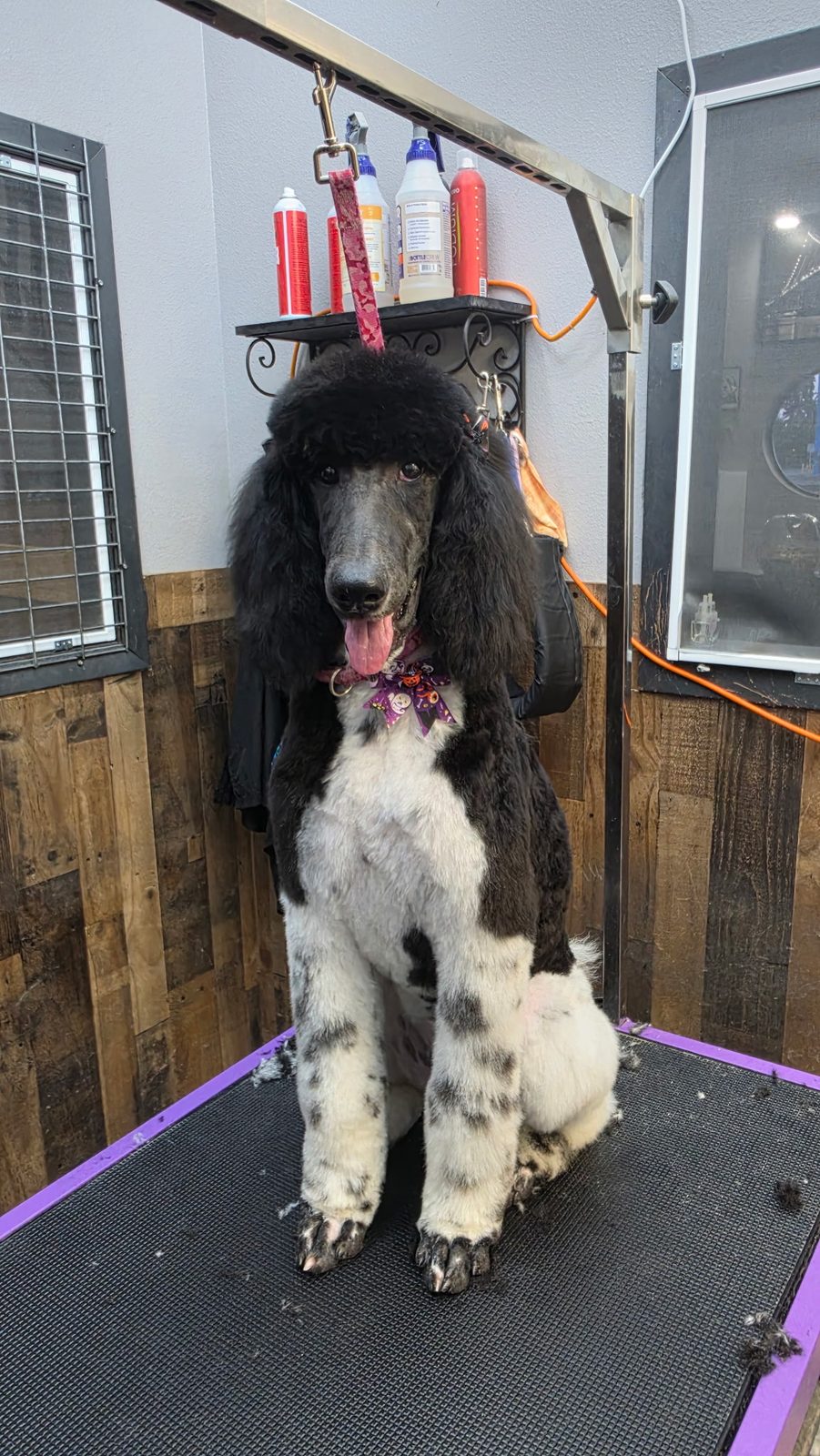 Black and white parti poodle freshly groomed